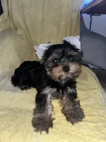Shenanah , a female Yorkshire Terrier for sale in El Mirage, AZ – 3 of 5