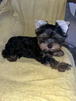 Shenanah , a female Yorkshire Terrier for sale in El Mirage, AZ – 2 of 5