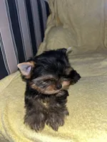 Moesha , a female Yorkshire Terrier for sale in El Mirage, AZ – 2 of 4