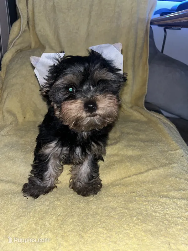 Shenanah  – Yorkshire Terrier puppy for sale in El Mirage, AZ
