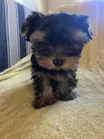 Scooter, a male Yorkshire Terrier for sale in El Mirage, AZ – 6 of 6