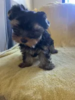 Scooter, a male Yorkshire Terrier for sale in El Mirage, AZ – 5 of 6