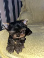 Moesha , a female Yorkshire Terrier for sale in El Mirage, AZ – 3 of 4