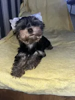 Shenanah , a female Yorkshire Terrier for sale in El Mirage, AZ – 5 of 5