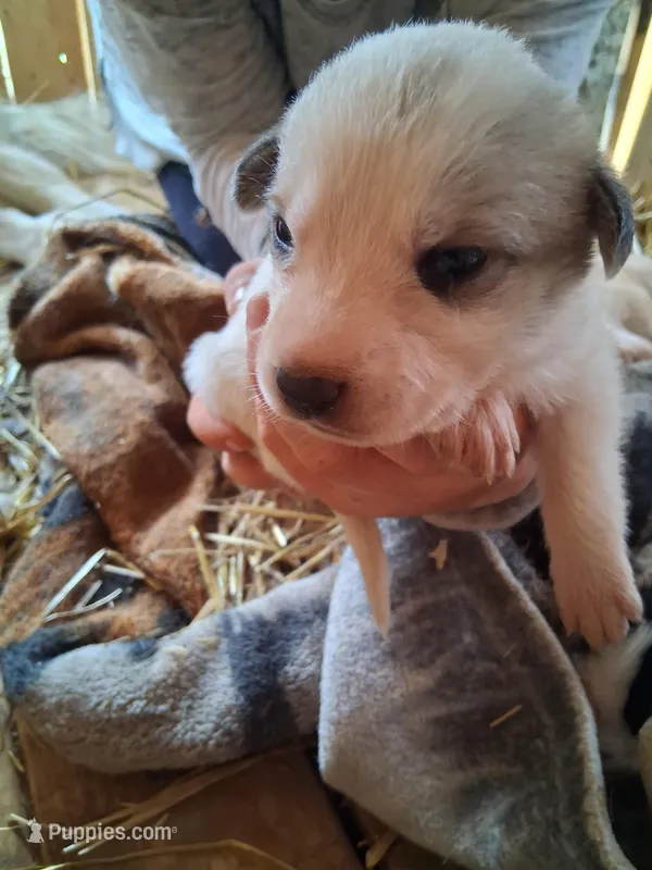 Speckle – Great Pyrenees, Siberian Husky puppy for sale in Steelville, MO