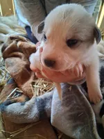 Speckle, a female Great Pyrenees and Siberian Husky for sale in Steelville, MO – Photo 1 of 3