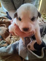 Speckle, a female Great Pyrenees and Siberian Husky for sale in Steelville, MO – Photo 2 of 3