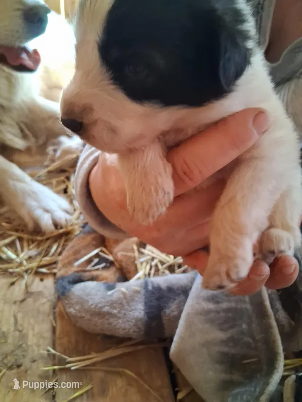 Spotty – Great Pyrenees, Siberian Husky puppy for sale in Steelville, MO