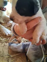 Spotty, a female Great Pyrenees and Siberian Husky for sale in Steelville, MO – Photo 1 of 4