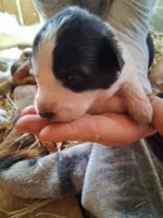 Spotty, a female Great Pyrenees and Siberian Husky for sale in Steelville, MO – Photo 2 of 4