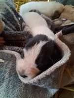 Spotty, a female Great Pyrenees and Siberian Husky for sale in Steelville, MO – Photo 3 of 4