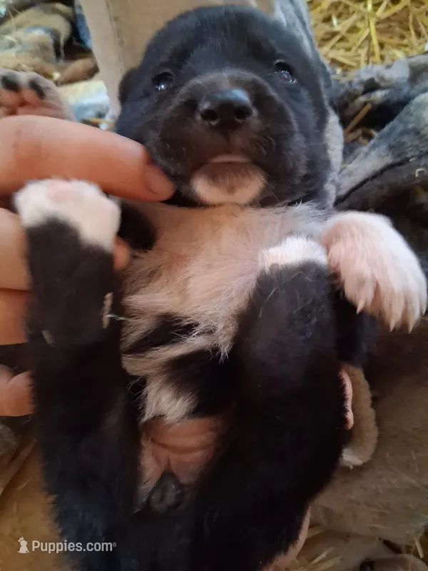 Brownie – Great Pyrenees, Siberian Husky puppy for sale in Steelville, MO