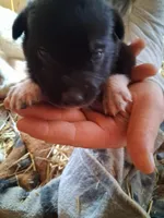 Brownie, a female Great Pyrenees and Siberian Husky for sale in Steelville, MO – Photo 2 of 3