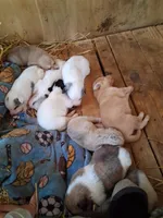 Brownie, a female Great Pyrenees and Siberian Husky for sale in Steelville, MO – Photo 3 of 3