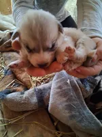 Luny, a female Great Pyrenees and Siberian Husky for sale in Steelville, MO – Photo 2 of 3