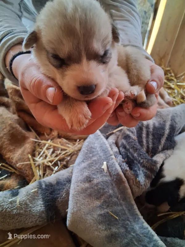 Luny – Great Pyrenees, Siberian Husky puppy for sale in Steelville, MO