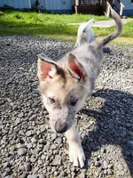 Blue Merle Pup, a male Saarloos Wolfdog and Australian Shepherd for sale in Ferndale, CA – Photo 3 of 8