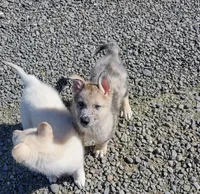 Blue Merle Pup, a male Saarloos Wolfdog and Australian Shepherd for sale in Ferndale, CA – Photo 4 of 8
