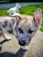 Blue Merle Pup, a male Saarloos Wolfdog and Australian Shepherd for sale in Ferndale, CA – Photo 2 of 8