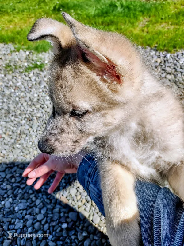 Blue Merle Pup – Saarloos Wolfdog, Australian Shepherd puppy for sale in Ferndale, CA