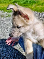 Blue Merle Pup, a male Saarloos Wolfdog and Australian Shepherd for sale in Ferndale, CA – Photo 1 of 8