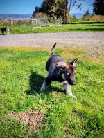 Black Pup, a male Saarloos Wolfdog and Australian Shepherd for sale in Ferndale, CA – Photo 5 of 7