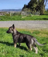 Black Pup, a male Saarloos Wolfdog and Australian Shepherd for sale in Ferndale, CA – Photo 3 of 7