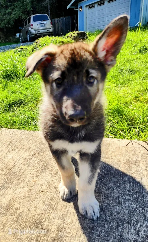 Black Pup – Saarloos Wolfdog, Australian Shepherd puppy for sale in Ferndale, CA