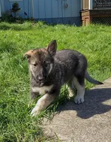 Black Pup, a male Saarloos Wolfdog and Australian Shepherd for sale in Ferndale, CA – Photo 4 of 7
