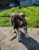 Black Pup, a male Saarloos Wolfdog and Australian Shepherd for sale in Ferndale, CA – Photo 2 of 7