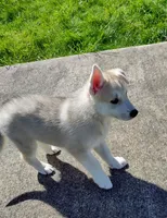 Grey Pup, a male Saarloos Wolfdog and Australian Shepherd for sale in Ferndale, CA – Photo 3 of 7