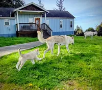 Grey Pup, a male Saarloos Wolfdog and Australian Shepherd for sale in Ferndale, CA – Photo 5 of 7