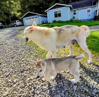 Grey Pup, a male Saarloos Wolfdog and Australian Shepherd for sale in Ferndale, CA – Photo 4 of 7