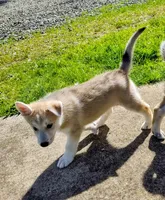 Grey Pup, a male Saarloos Wolfdog and Australian Shepherd for sale in Ferndale, CA – Photo 2 of 7