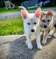 White Pup, a male Saarloos Wolfdog and Australian Shepherd for sale in Ferndale, CA – Photo 4 of 8