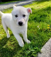White Pup, a male Saarloos Wolfdog and Australian Shepherd for sale in Ferndale, CA – Photo 3 of 8