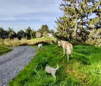 White Pup, a male Saarloos Wolfdog and Australian Shepherd for sale in Ferndale, CA – Photo 6 of 8