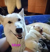 White Pup, a male Saarloos Wolfdog and Australian Shepherd for sale in Ferndale, CA – Photo 7 of 8