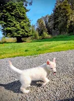 White Pup, a male Saarloos Wolfdog and Australian Shepherd for sale in Ferndale, CA – Photo 2 of 8
