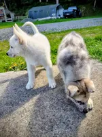 White Pup, a male Saarloos Wolfdog and Australian Shepherd for sale in Ferndale, CA – Photo 5 of 8