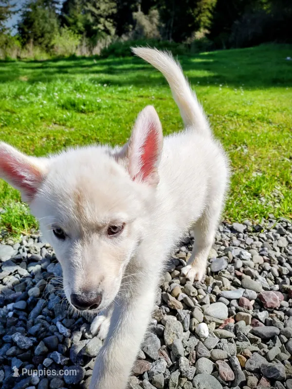 White Pup – Saarloos Wolfdog, Australian Shepherd puppy for sale in Ferndale, CA