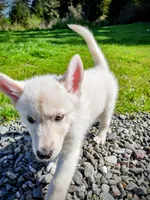 White Pup, a male Saarloos Wolfdog and Australian Shepherd for sale in Ferndale, CA – Photo 1 of 8