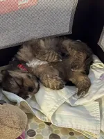 Tiga, a male Yorkipoo and Shih Tzu for sale in Corona, CA – 5 of 10