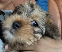 Tiga, a male Yorkipoo and Shih Tzu for sale in Corona, CA – 8 of 10