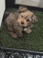 Tiga, a male Yorkipoo and Shih Tzu for sale in Corona, CA – 10 of 10
