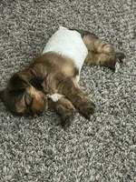Tiga, a male Yorkipoo and Shih Tzu for sale in Corona, CA – 2 of 10