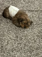 Tiga, a male Yorkipoo and Shih Tzu for sale in Corona, CA – 4 of 10