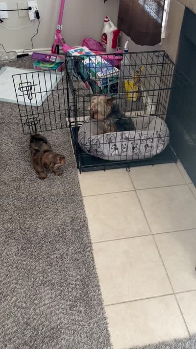 Tiga, a male Yorkipoo and Shih Tzu for sale in Corona, CA – 7 of 10