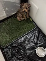 Tiga, a male Yorkipoo and Shih Tzu for sale in Corona, CA – 9 of 10