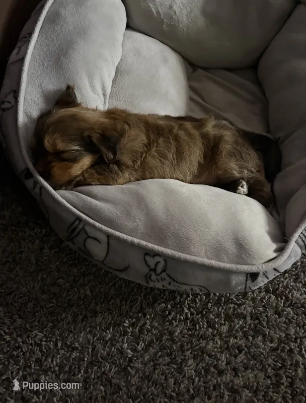 Tiga – Yorkipoo, Shih Tzu puppy for sale in Corona, CA